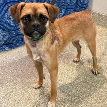 Decker* -  Pug and Beagle Dog for Adoption in San Gabriel, California - Decker* | PetCurious