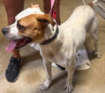 Brutus -  Bull Terrier Dog for Adoption in Pottstown, Pennsylvania - Brutus | PetCurious
