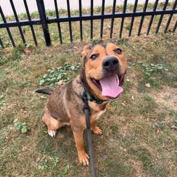 Anastasia -  German Shepherd Dog Dog for Adoption in Buffalo, New York - Anastasia | PetCurious