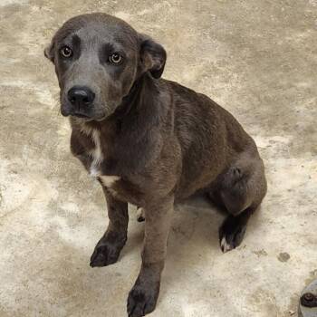 Doberman Pinscher and Labrador Retriever Dogs Available for Adoption in Tupelo, Mississippi - Olivia - 050404U | PetCurious