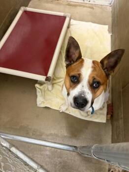 Broozer -  Mixed Breed Dog for Adoption in Virginia, Minnesota - Broozer | PetCurious