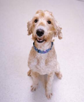 Bailey -  Goldendoodle Dog for Adoption in Cincinnati, Ohio - Bailey | PetCurious
