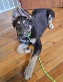 Bacon -  Shepherd and Border Collie Dog for Adoption in Sudbury, Massachusetts - Bacon | PetCurious