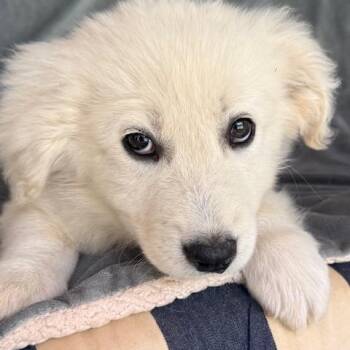 Great Pyrenees and Yellow Labrador Retriever Dogs Available for Adoption - Dr. Pepper Fizz | PetCurious