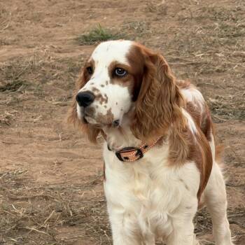 Walter 695 -  English Springer Spaniel Dog for Adoption in Seneca, South Carolina - Walter 695 | PetCurious