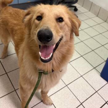Mixed Breed Dogs Available for Adoption in Charleston, West Virginia - Danali | PetCurious