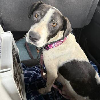 American Staffordshire Terrier and Mixed Breed Dogs Available for Adoption - Gus Gus | PetCurious