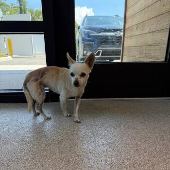 Chihuahua Dogs Available for Adoption in Englewood, Florida - Rya | PetCurious