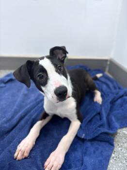 Shinoda in NH. Come Meet our Adoptable Dogs Wednesday-Saturday.  -  Labrador Retriever Dog for Adoption in Manchester, New Hampshire - Shinoda In NH. Come Meet Our Adoptable Dogs Wednesday-Saturday.  | PetCurious