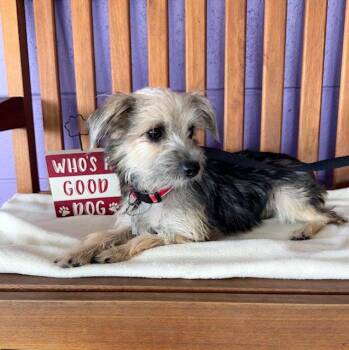 **BONNIE** -  Yorkshire Terrier Dog for Adoption in North Prairie, Wisconsin - **BONNIE** | PetCurious