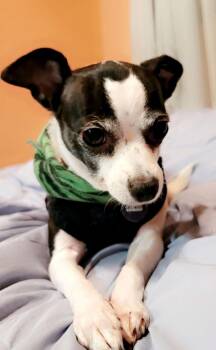 Chihuahua Dogs Available for Adoption in Seattle, Washington - Apple | PetCurious