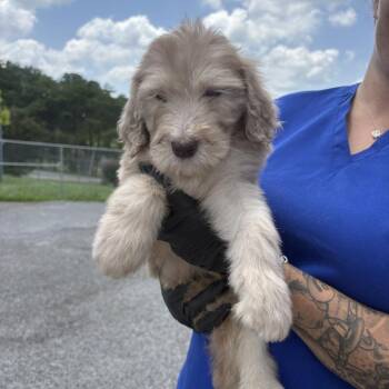 Carmal -  Poodle and Sheep Dog Dog for Adoption in Jefferson City, Tennessee - Carmal | PetCurious