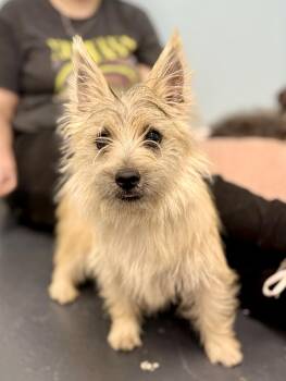 Winkie -  Cairn Terrier Dog for Adoption in Covington, Louisiana - Winkie | PetCurious