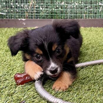 Mixed Breed Dogs Available for Adoption in Loxahatchee Groves, Florida - TEAL  0120 | PetCurious