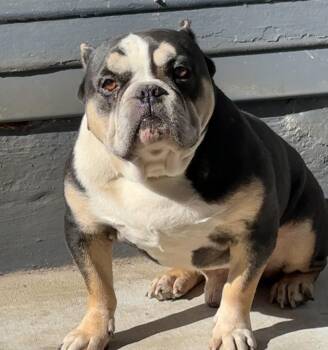 Rescue Bulldog and English Bulldog Dogs for Adoption in San Diego, California - Remy | PetCurious