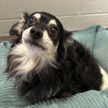 Buffalo -  Chihuahua Dog for Adoption in Red Bluff, California - Buffalo | PetCurious