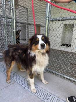 Ziti -  Australian Shepherd and Mixed Breed Dog for Adoption in Fergus Falls, Minnesota - Ziti | PetCurious