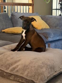 STELLA LUNA -  Cattle Dog Dog for Adoption in Holbrook, New York - STELLA LUNA | PetCurious