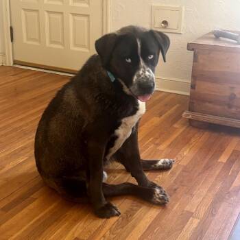 Rufus -  Mixed Breed Dog for Adoption in Buffalo, Minnesota - Rufus | PetCurious