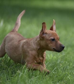 Nyla -  Dachshund and Chihuahua Dog for Adoption in Mechanicsburg, Pennsylvania - Nyla | PetCurious