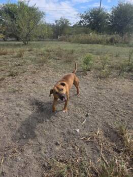 Carmelo -  Pit Bull Terrier Dog for Adoption in Austin, Texas - Carmelo | PetCurious