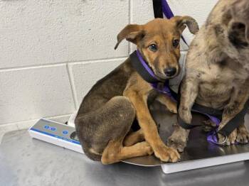 German Shepherd Dog and Mixed Breed Dogs Available for Adoption in San Bernardino, California - BECK | PetCurious