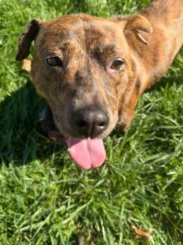 Dottie -  Pit Bull Terrier and Australian Cattle Dog Blue Heeler Dog for Adoption in Belleville, Michigan - Dottie | PetCurious
