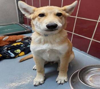 Astro -  Shepherd Dog for Adoption in Aurora, Colorado - Astro | PetCurious