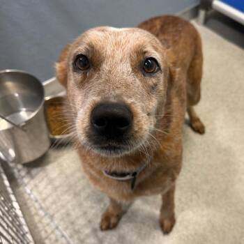 Stormy -  Australian Shepherd and Mixed Breed Dog for Adoption in Tampa, Florida - Stormy | PetCurious