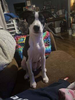 Stuart -  Beagle Dog for Adoption in Crystal Lake, Illinois - Stuart | PetCurious