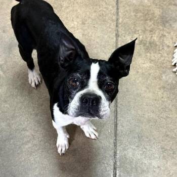 Yin -  Boston Terrier Dog for Adoption in Bethel, Connecticut - Yin | PetCurious