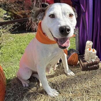 Sugar -  Jack Russell Terrier and Labrador Retriever Dog for Adoption in Brockport, New York - Sugar | PetCurious