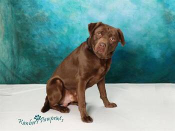 Labrador Retriever and Mixed Breed Dogs Available for Adoption - FORK | PetCurious