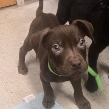 Camelbak -  Mixed Breed Dog for Adoption in Milton, Florida - Camelbak | PetCurious