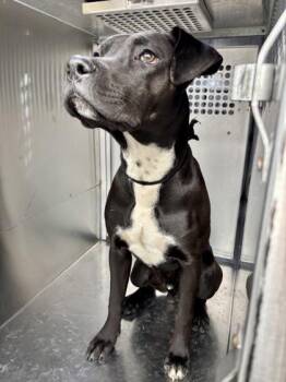 Pit Bull Terrier and Mixed Breed Dogs Available for Adoption - Kirk | PetCurious