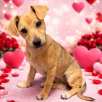 Chihuahua Dogs Available for Adoption - Zoey | PetCurious