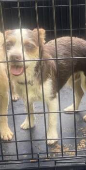 Cephus -  Chihuahua Dog for Adoption in Silver Spring, Maryland - Cephus | PetCurious