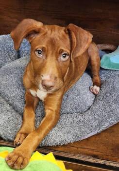 Suzie -  Mixed Breed Dog for Adoption in Hilton Head Island, South Carolina - Suzie | PetCurious