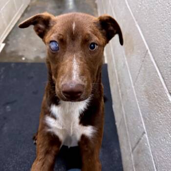 Chocolate Labrador Retriever and Retriever Dogs Available for Adoption in Madisonville, Kentucky - Nevaeh | PetCurious