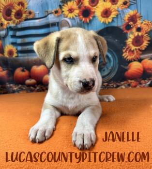 Janelle -  Husky and Labrador Retriever Dog for Adoption in Toledo, Ohio - Janelle | PetCurious