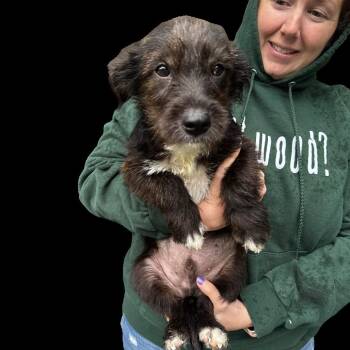 Schnauzer and Poodle Dogs Available for Adoption in Eastford, Connecticut - NY Louie Avail May 30 (Wabeeka Campground Copake NY) | PetCurious
