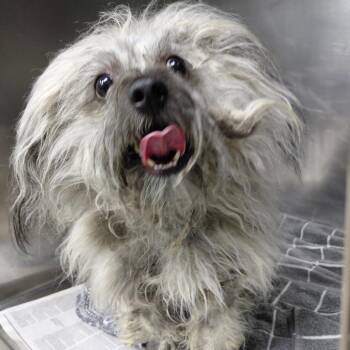 Zippy -  Lhasa Apso and Mixed Breed Dog for Adoption in Philadelphia, Pennsylvania - Zippy | PetCurious