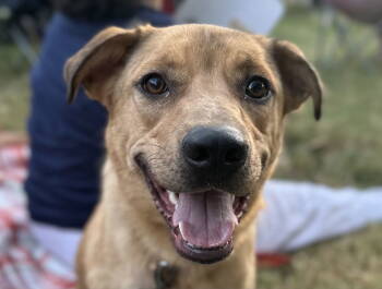 Rescue Golden Retriever and Pit Bull Terrier Dogs for Adoption in Algood, Tennessee - Keagan - MEET ME @ PETCO 9/6/25! | PetCurious