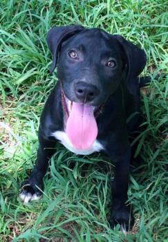 Yukon -  Labrador Retriever Dog for Adoption in New Bedford, Massachusetts - Yukon | PetCurious