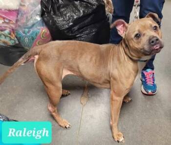 Raleigh -  Staffordshire Bull Terrier and Pit Bull Terrier Dog for Adoption in Richmond, Indiana - Raleigh | PetCurious