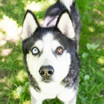 Rocket -  Siberian Husky Dog for Adoption in Middletown, Rhode Island - Rocket | PetCurious