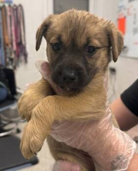 Butterfly -  Mixed Breed Dog for Adoption in Kansas City, Missouri - Butterfly | PetCurious