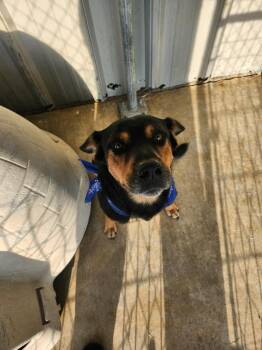 Banannas -  Rottweiler and Mixed Breed Dog for Adoption in Brownwood, Texas - Banannas | PetCurious