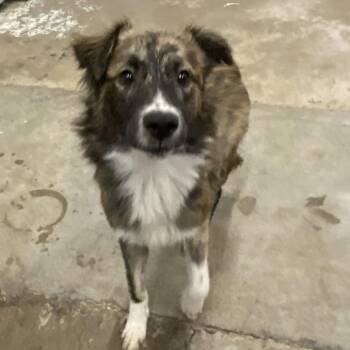 Bae -  Shepherd Dog for Adoption in Corbin, Kentucky - Bae | PetCurious