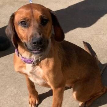 Labrador Retriever Dogs Available for Adoption in Bethel, Connecticut - Lucy | PetCurious